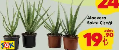 ALOEVERA SAKSI ÇİÇEĞİ ALOEVERA SAKSI ÇİÇEĞİ